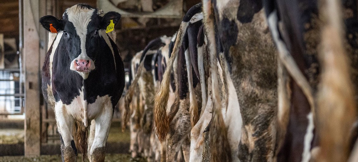 Dairy cows in Taiwan.