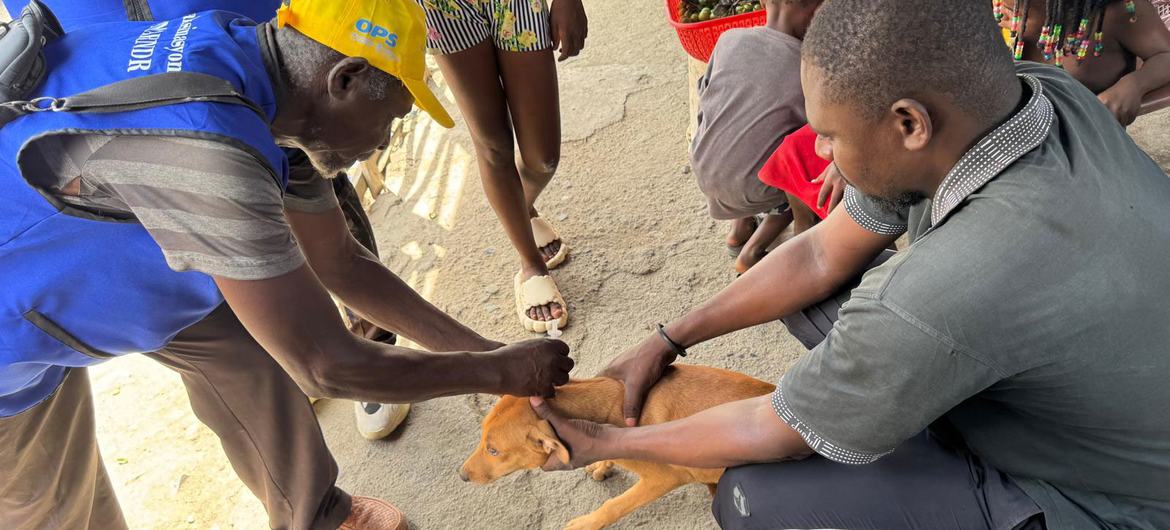 On estime que 140 000 chiens ont été vaccinés contre la rage dans quatre départements d’Haïti. On estime que 140 000 chiens ont été vaccinés contre la rage dans quatre départements d’Haïti.