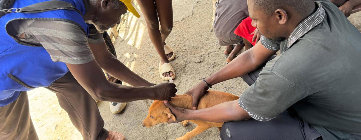 Tragedy in Haiti: The Fight Against Rabies and the Systemic Failures Behind It
