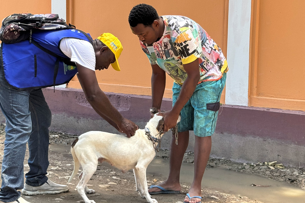 A dog is vaccinated against rabies in Haiti. A dog is vaccinated against rabies in Haiti.