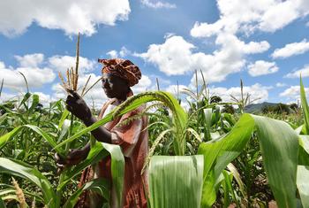 मलावी में IFAD द्वारा महिला किसानों को प्रोत्साहन देने के लिए कई योजनाएँ चलाई जा रही हैं.