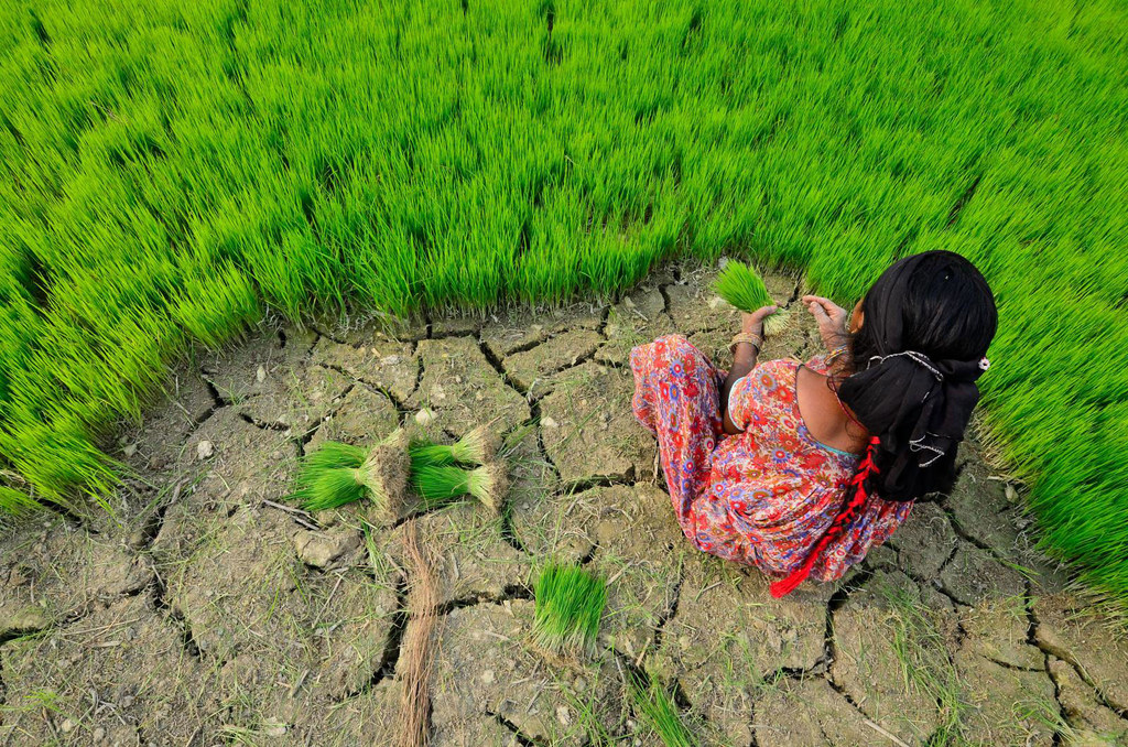 Mujer preparando plántulas de arroz en suelo crudo y seco junto a un exuberante campo de arroz verde.