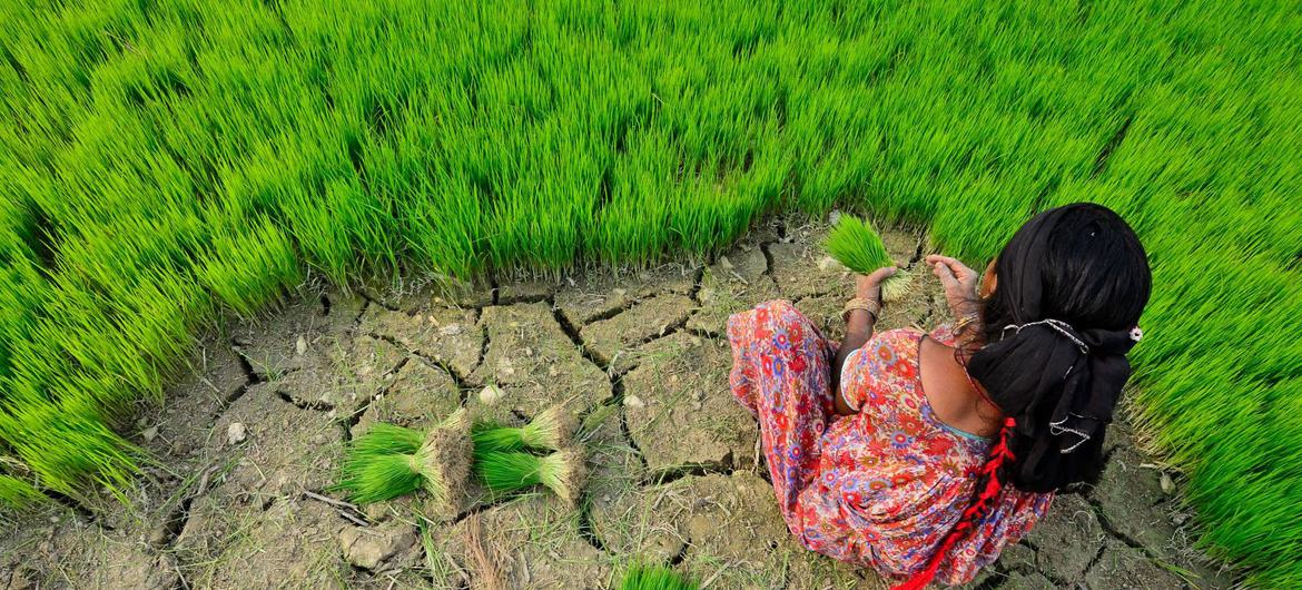 Beradaptasi atau kelaparan: COP27 menyoroti tantangan dan solusi pertanian dalam menghadapi perubahan iklim |