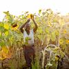 赞比亚的一名女性农民在种植向日葵。