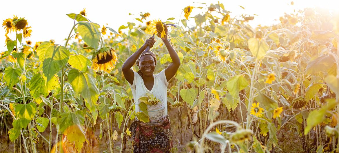 Una agricultora de Zambia cultiva girasoles en el marco de un programa de capacitación.