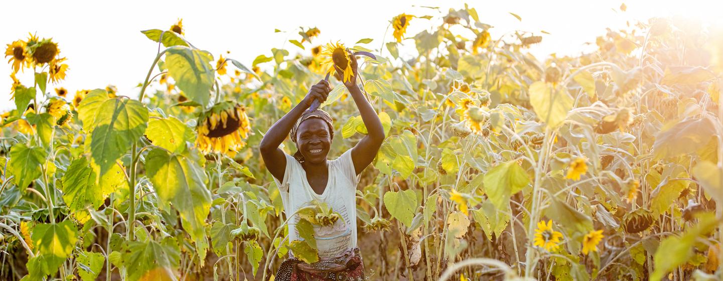 赞比亚的一名女性农民在种植向日葵。