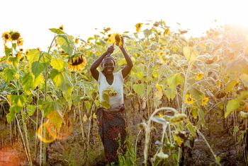 ज़ाम्बिया में एक महिला किसान, एक सशक्तिकरण कार्यक्रम के तहत, सूरजमुखी की फ़सल उगा रही हैं.