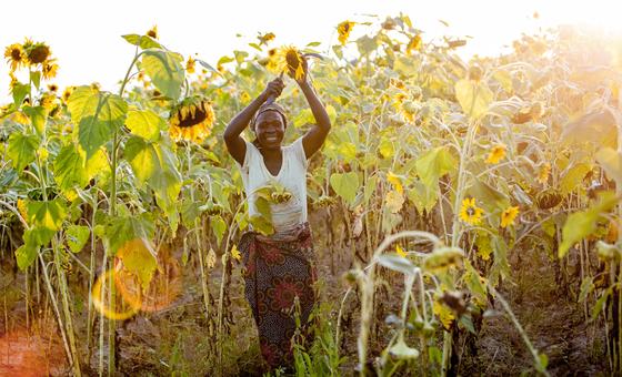 مزارعة في زامبيا تزرع عباد الشمس في إطار برنامج للتمكين.