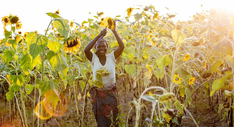 ज़ाम्बिया में एक महिला किसान, एक सशक्तिकरण कार्यक्रम के तहत, सूरजमुखी की फ़सल उगा रही हैं.