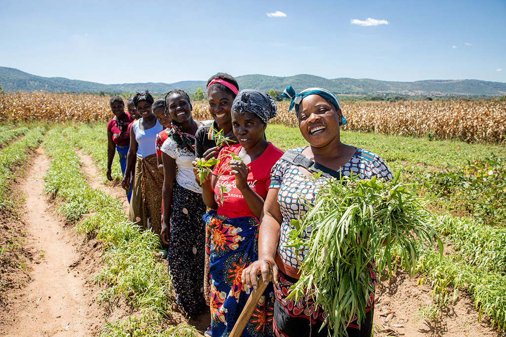 在赞比亚奇帕塔，妇女农业合作社的成员在田地里劳作。