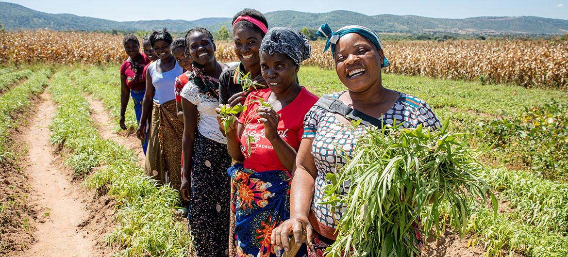 赞比亚奇帕塔一家女性农业合作社的成员。