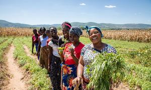 Women who are part of a female farming cooperative tend to their crops in Chipata, Zambia.