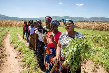 Women who are part of a female farming cooperative tend to their crops in Chipata, Zambia.