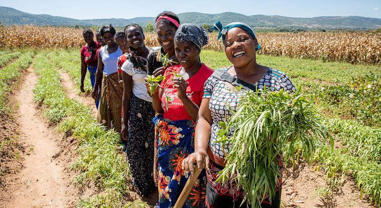 Perempuan yang tergabung dalam koperasi tani perempuan merawat tanaman mereka di Chipata, Zambia.