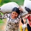 Insegurança continua no departamento de Cauca, no sudoeste da Colômbia, onde a cafeicultura é uma indústria importante.