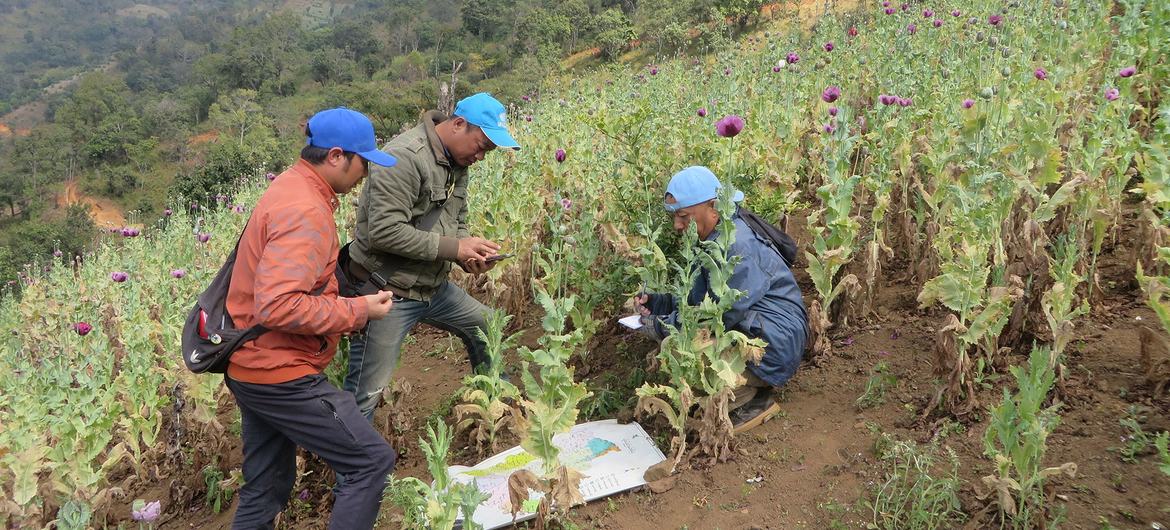 UNODC staff collect data on opium poppy cultivation in rural Myanmar. UNODC staff collect data on opium poppy cultivation in rural Myanmar.