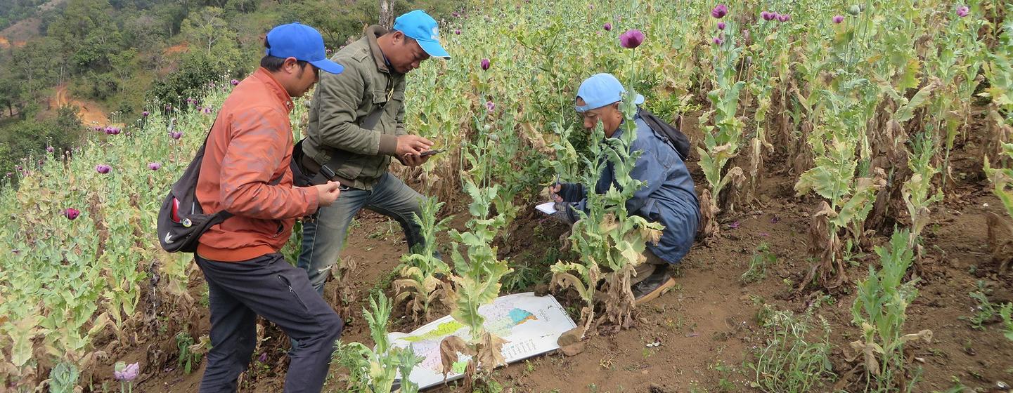 Une enquête sur la culture du pavot à opium est menée au Myanmar.