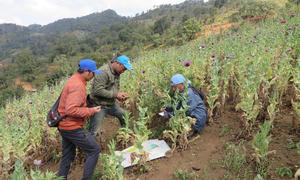 UNODC staff collect data on opium poppy cultivation in rural Myanmar.