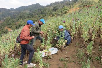 Une enquête sur la culture du pavot à opium est menée au Myanmar.