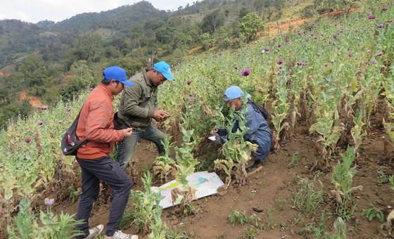 缅甸罂粟种植情况调查。