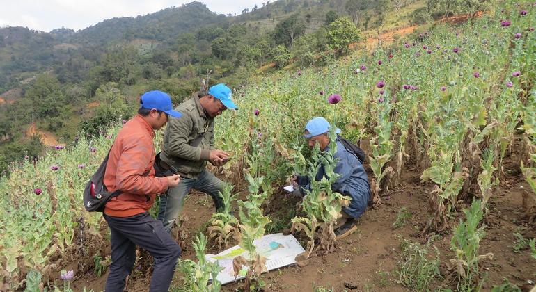 Myanmar: Opium crop hits 10-year high amid conflict and economic collapse