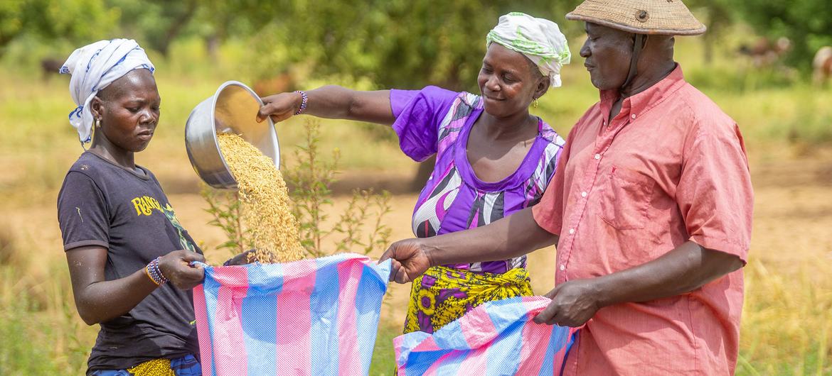 Em Burkina Faso, colheita de uma família de fazendeiros envolvida em atividades de resiliência