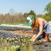 在美国宾夕法尼亚州，一名青年妇女在一个小规模的可持续农场里种植植物。