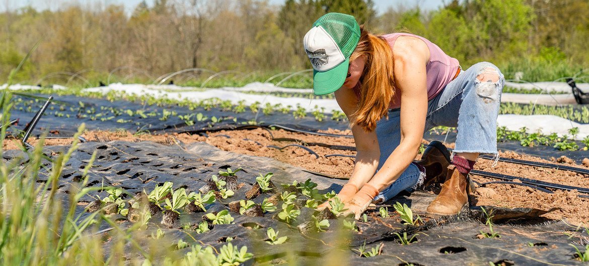 A woman tends to plants on a small-scale, sustainable farm in Pennsylvania, USA.