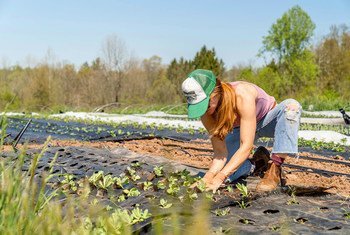 在美国宾夕法尼亚州，一名青年妇女在一个小规模的可持续农场里种植植物。