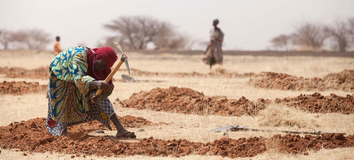 在尼日尔，有关气候变化的数据收集有助于为农业决策提供依据。