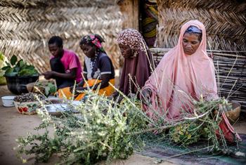 尼日尔妇女正在实践森林资源的可持续采伐。