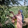 Une femme récolte les feuilles et les fruits d'un arbre dans un village du centre-sud du Niger. 