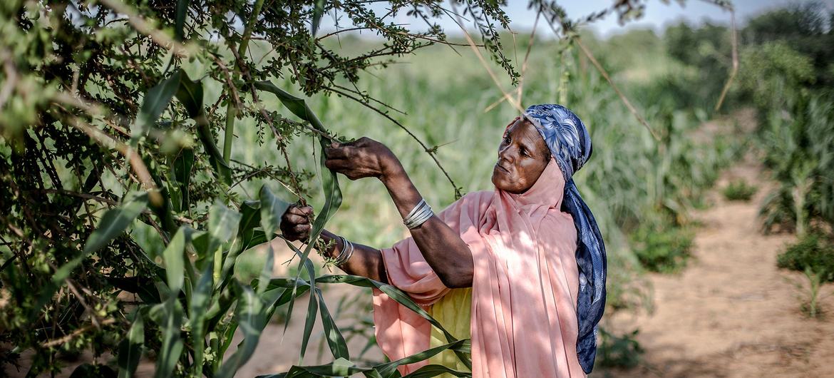 A woman harvests leaves and fruits from a  tree in a village in south-central Niger. 