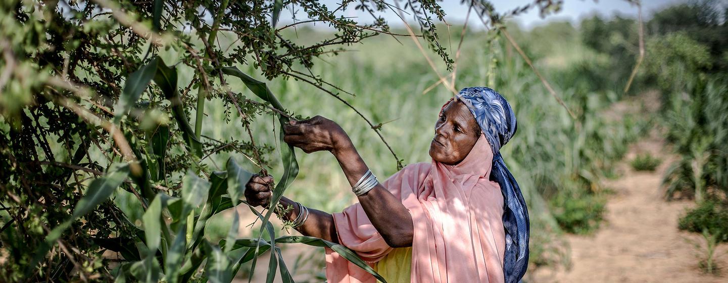 Une femme récolte les feuilles et les fruits d'un arbre dans un village du centre-sud du Niger. 