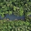 L’Indonésie abrite de vastes forêts tropicales humides.