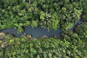 L’Indonésie abrite de vastes forêts tropicales humides. L’Indonésie abrite de vastes forêts tropicales humides.