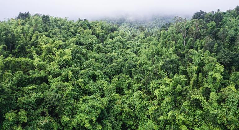 Ukungu unakusanyika kwenye msitu wa mvua wa kitropiki nchini Indonesia