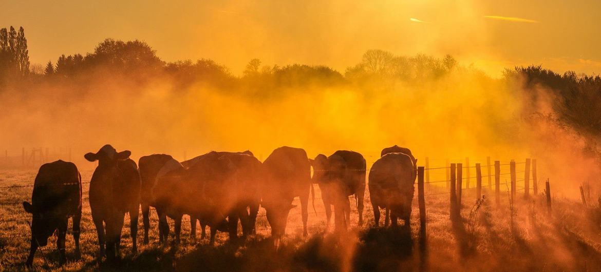 2025 is likely to be the second or third warmest year on record. 2025 is likely to be the second or third warmest year on record.