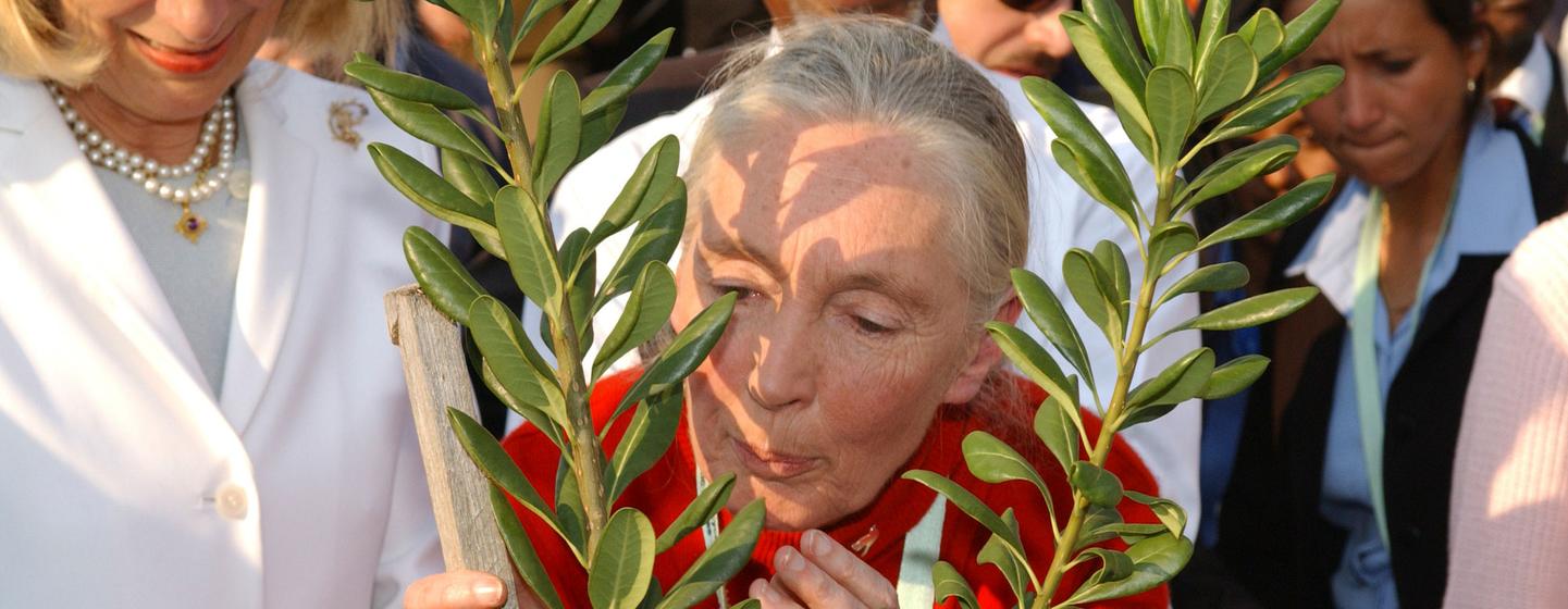 Famed primatologist and environmental activist, Jane Goodall kisses a tree just planted by Secretary-General Kofi Annan and Mrs. Annan, in Soweto, South Africa in 2002. (file)