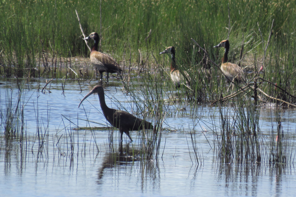 An ibis and ducks graze in a wetland near Buenos Aires.