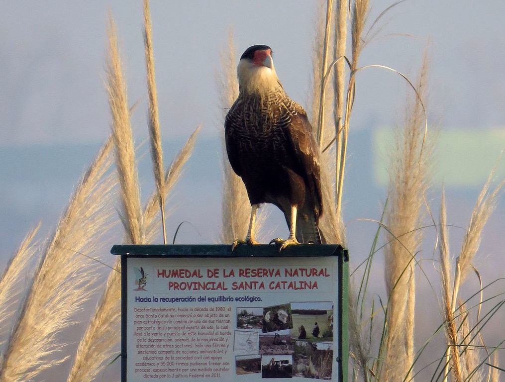 A carancho sits on a sign in a wetland in Buenos Aires province.