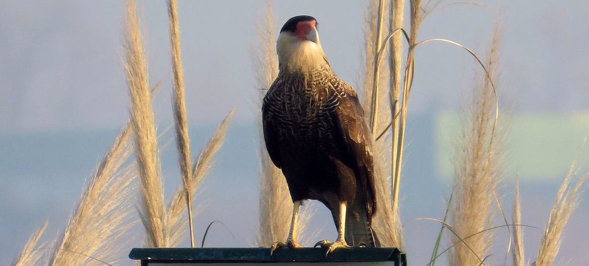 A carancho perches on a sign in the wetlands of the province of Buenos Aires.