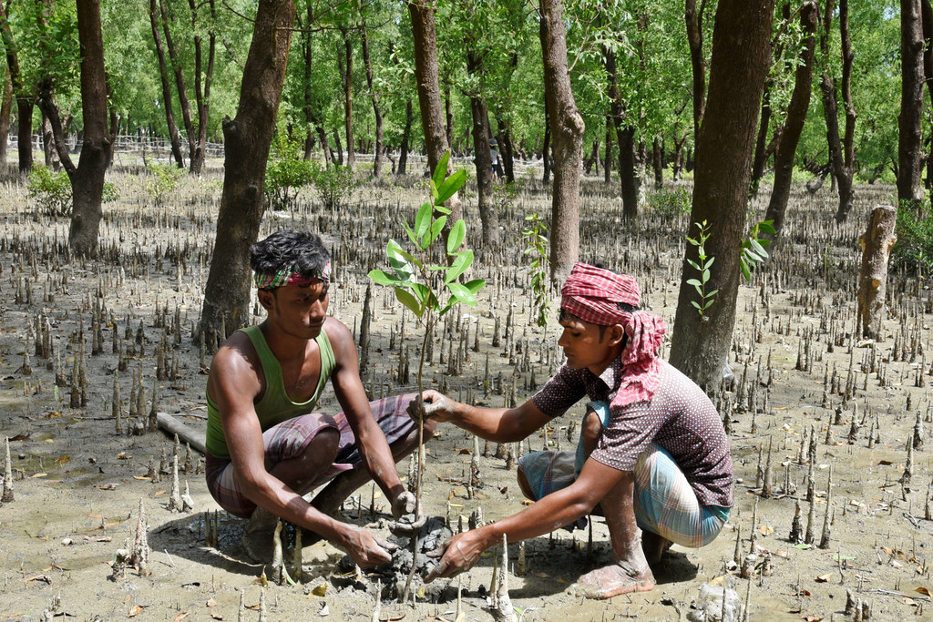 Deux hommes plantent des arbres dans le cadre d'une initiative de reboisement dans des zones côtières du Bangladesh.