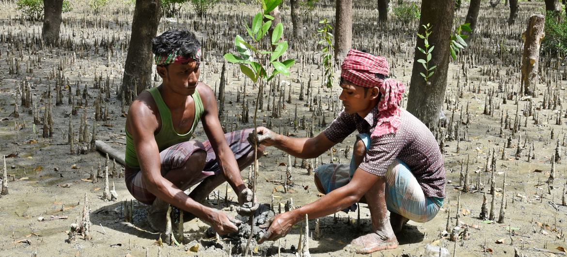 Two men plant trees as part of a reforestation initiative in coastal areas of Bangladesh.