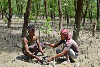 作为重新造林计划的一部分，两名男子在孟加拉国沿海地区植树。