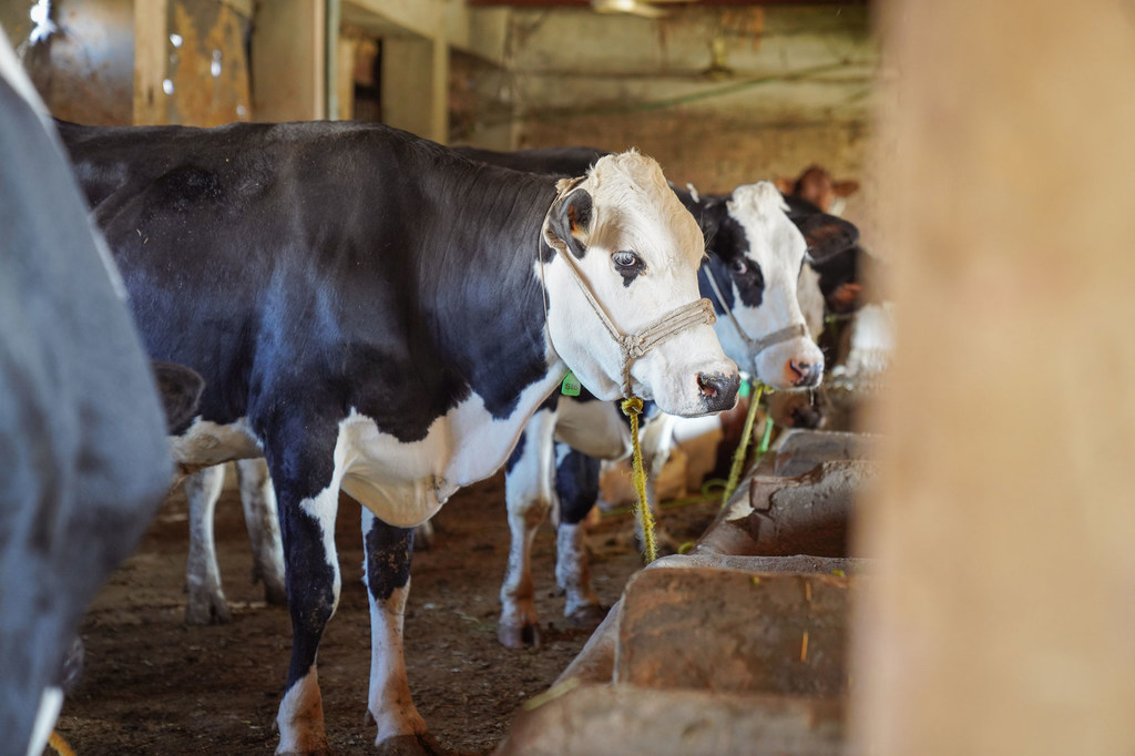 Foot and mouth disease is a highly contagious disease which affects farm animals including cattle, pigs, sheep and goats.