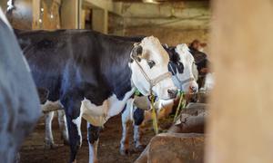 Foot and mouth disease is a highly contagious disease which affects farm animals including cattle, pigs, sheep and goats.