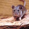 Picha ya karibu ya panya mwitu (Peromyscus maniculatus) juu ya kipande cha mbao.