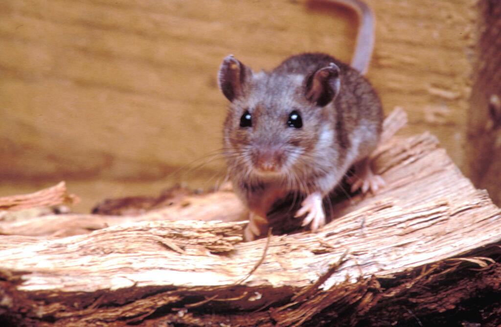 Un ratón venado de América del Norte (Peromyscus maniculatus) que se ha determinado que es uno de los reservorios y transmisores del hantavirus.