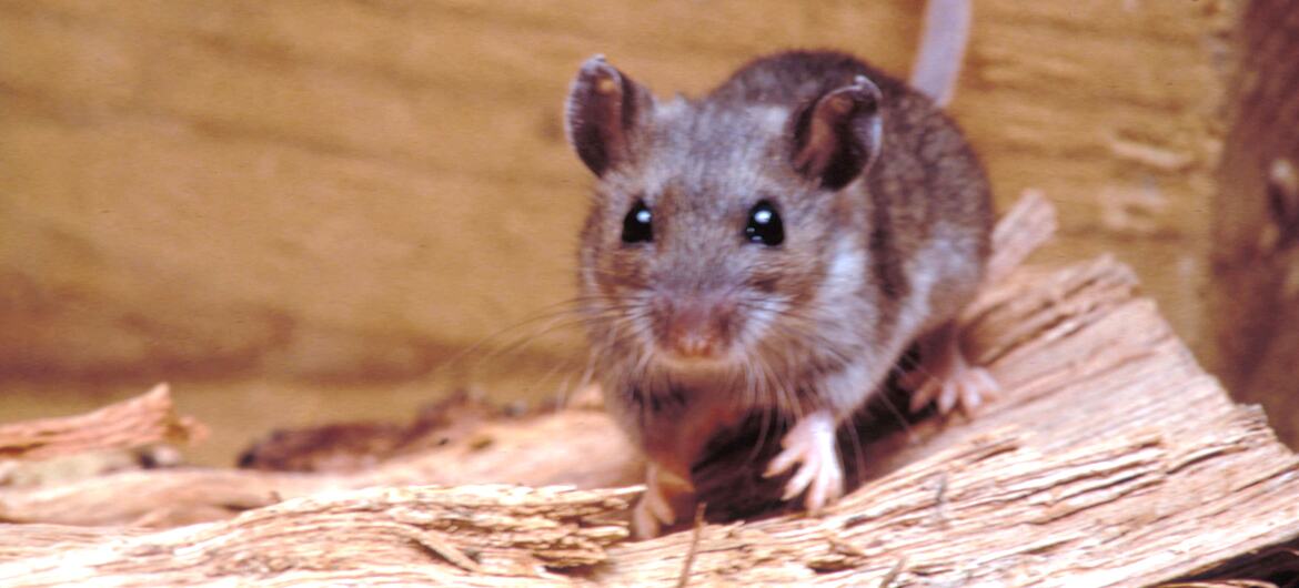Primer plano de un ratón de campo (Peromyscus maniculatus) sobre un trozo de madera.